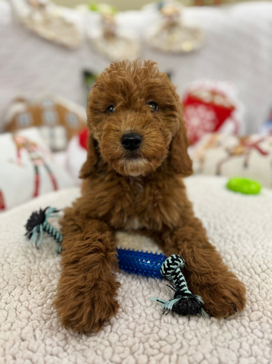 Blaze (Mini-Goldendoodle F1B)