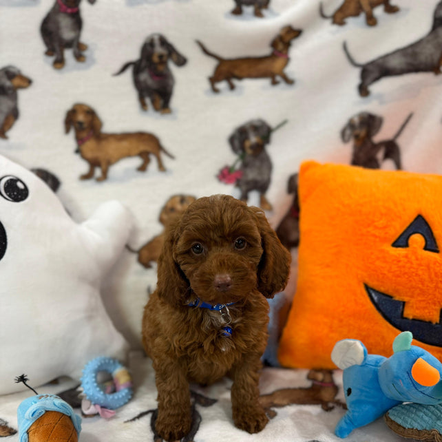 BLUE  (Toy/Mini Poodle)