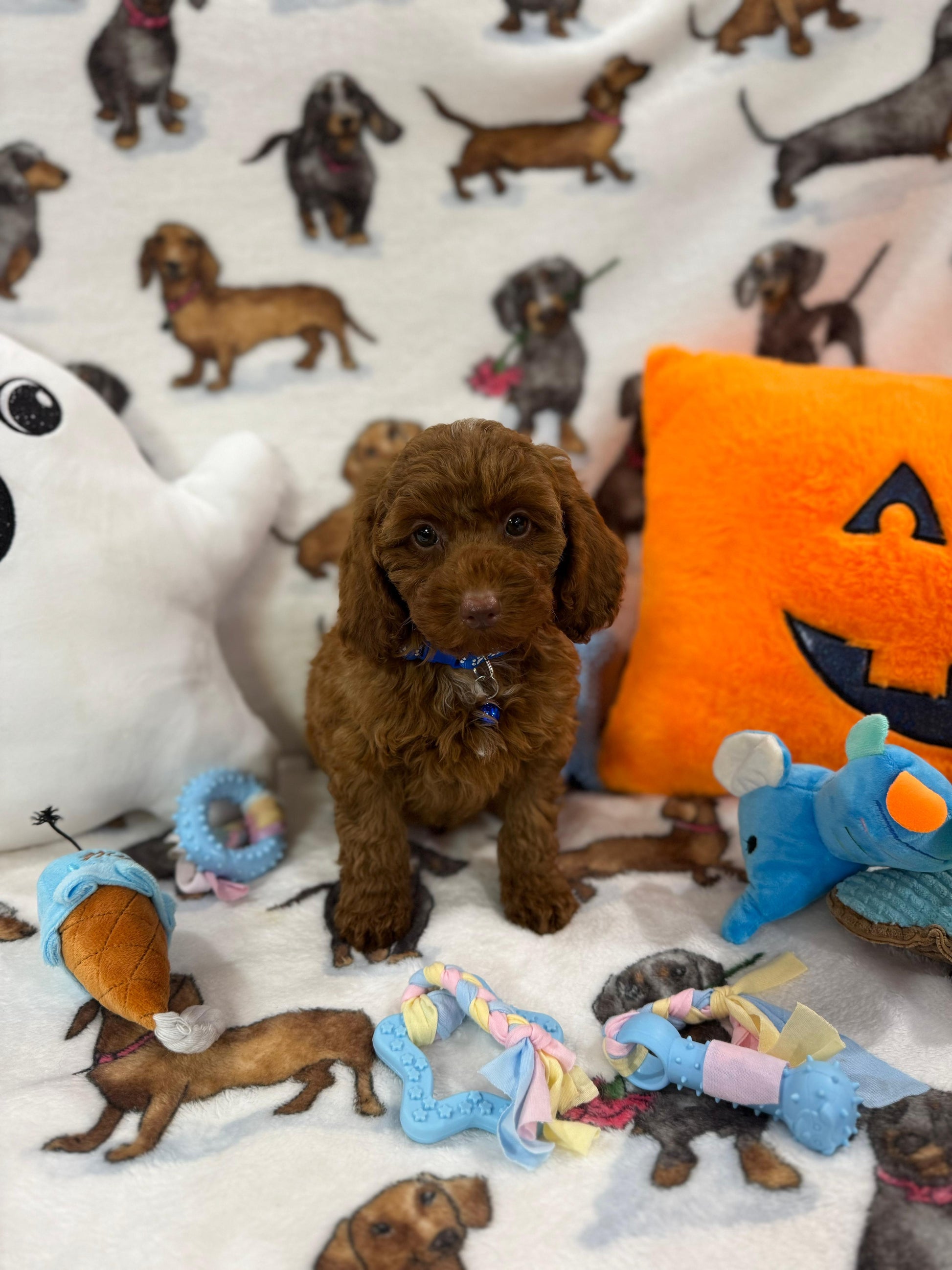 BLUE  (Toy/Mini Poodle)