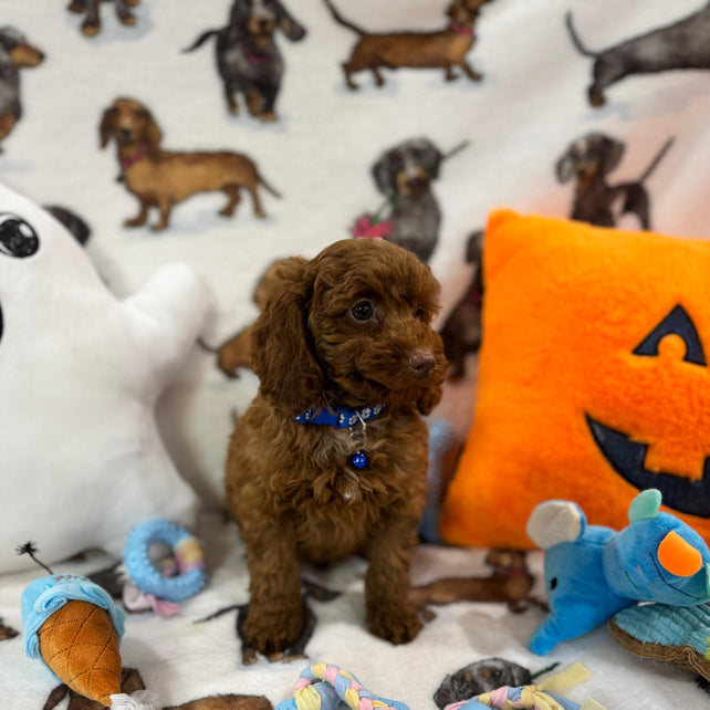 BLUE  (Toy/Mini Poodle)
