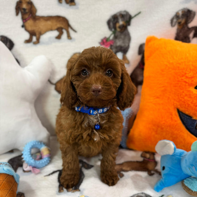 BLUE  (Toy/Mini Poodle)