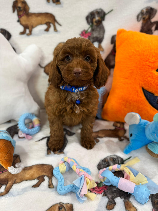 BLUE  (Toy/Mini Poodle)