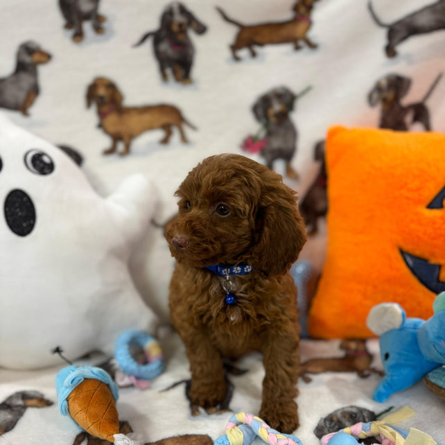 BLUE  (Toy/Mini Poodle)