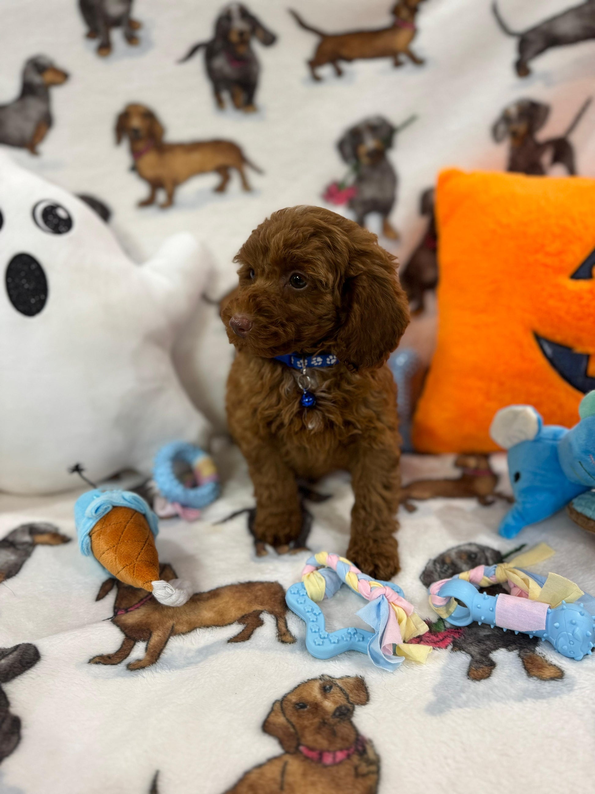 BLUE  (Toy/Mini Poodle)