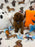 BLUE  (Toy/Mini Poodle)