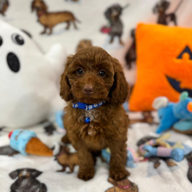 BLUE  (Toy/Mini Poodle)