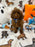 BLUE  (Toy/Mini Poodle)