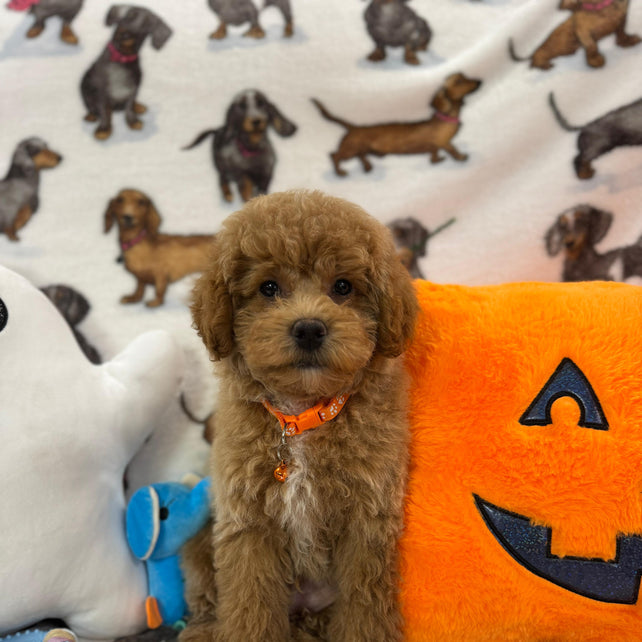 BOLT (Miniature Poodle)