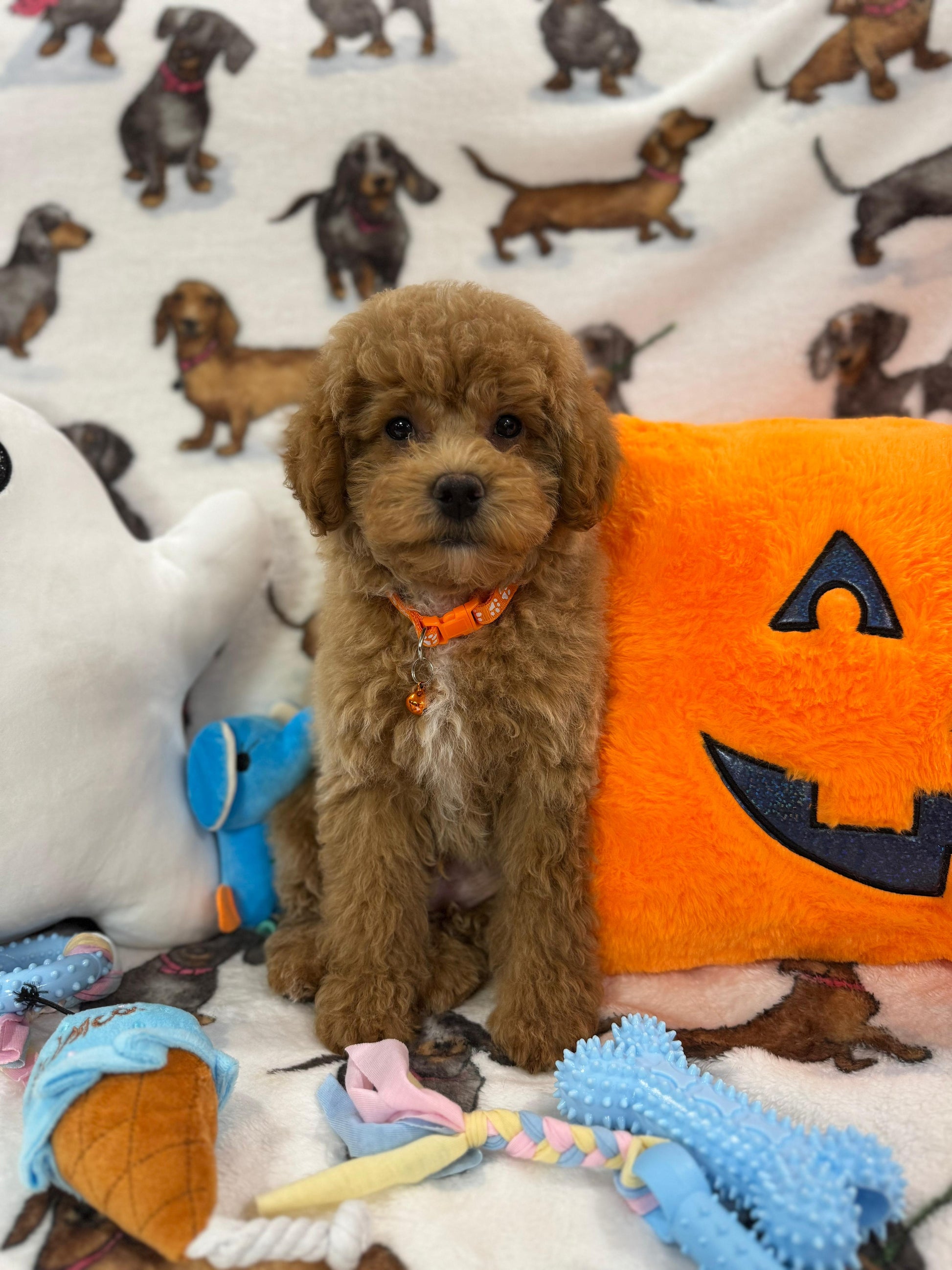BOLT (Miniature Poodle)