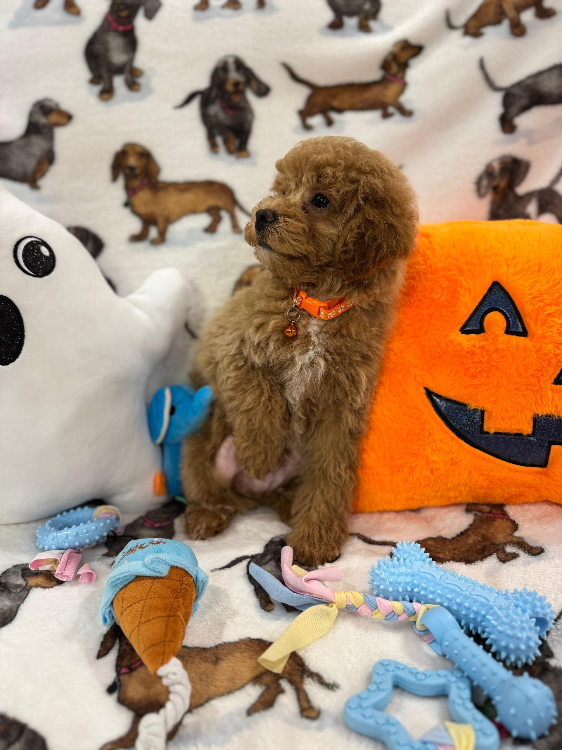 BOLT (Miniature Poodle)
