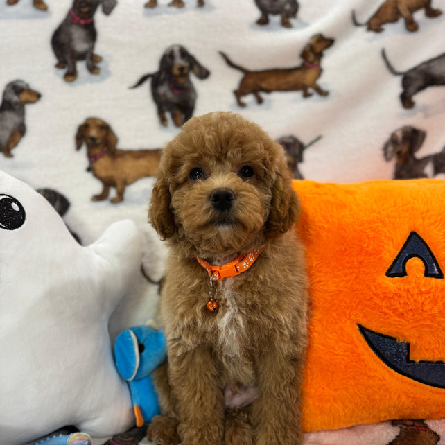 BOLT (Miniature Poodle)