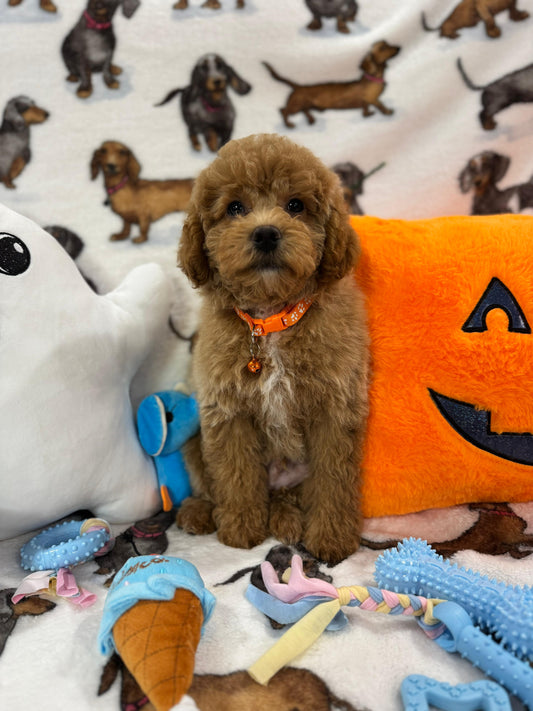 BOLT (Miniature Poodle)
