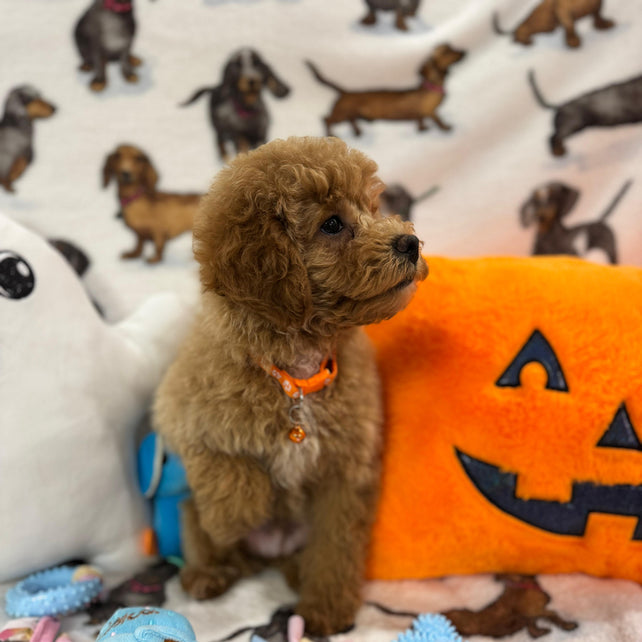 BOLT (Miniature Poodle)