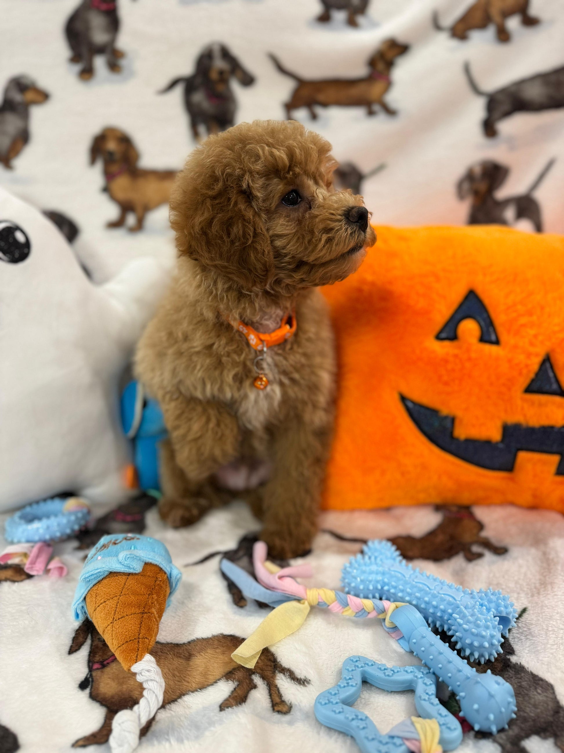 BOLT (Miniature Poodle)