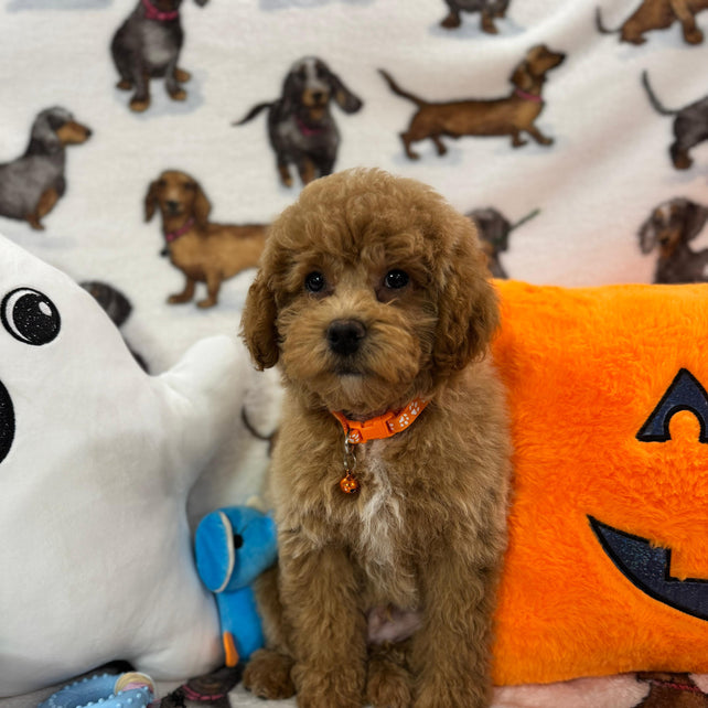 BOLT (Miniature Poodle)