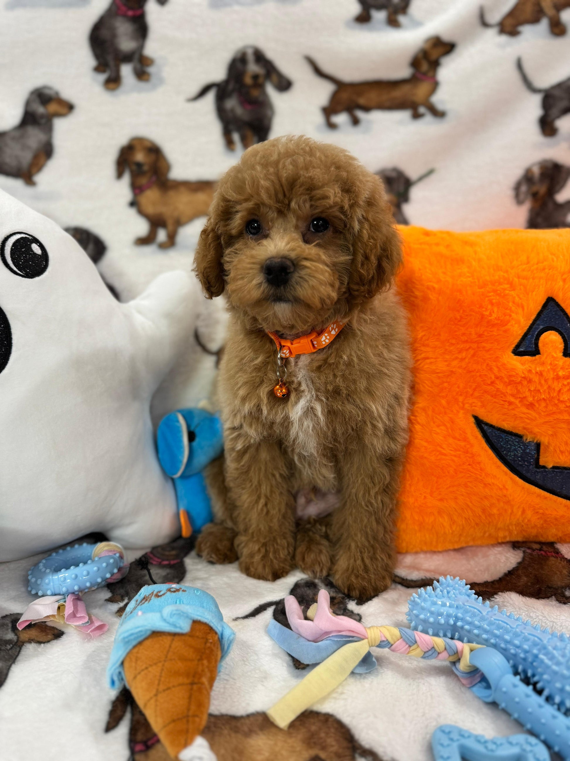 BOLT (Miniature Poodle)