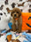 BOLT (Miniature Poodle)
