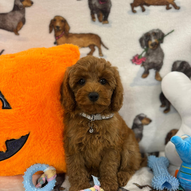 BRODY (Toy/Mini Poodle)