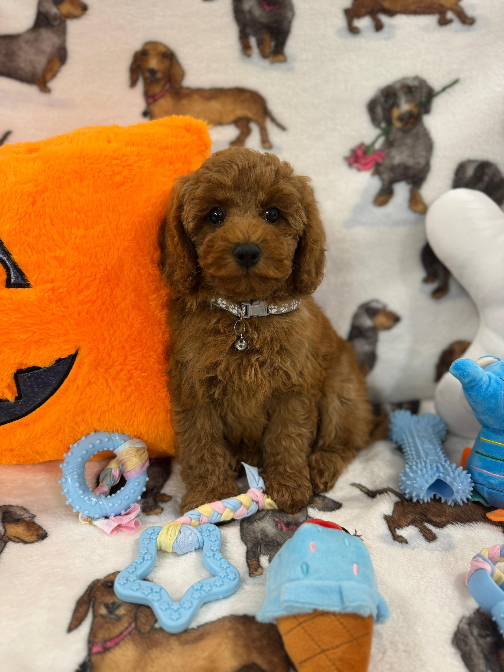 BRODY (Toy/Mini Poodle)