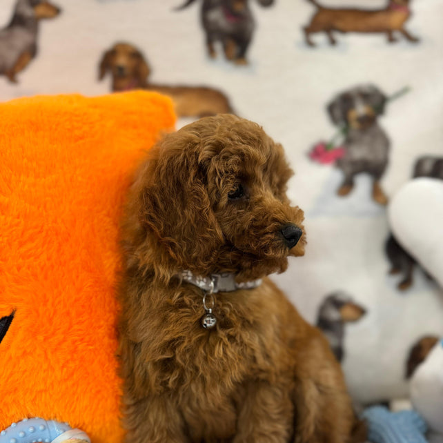 BRODY (Toy/Mini Poodle)