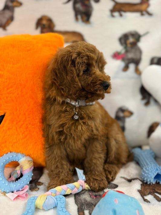 BRODY (Toy/Mini Poodle)