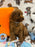 BRODY (Toy/Mini Poodle)