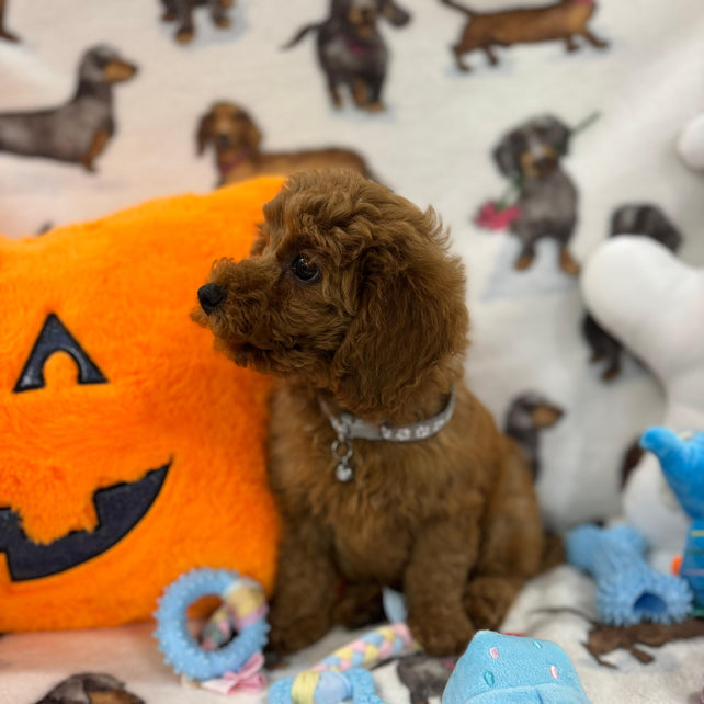 BRODY (Toy/Mini Poodle)