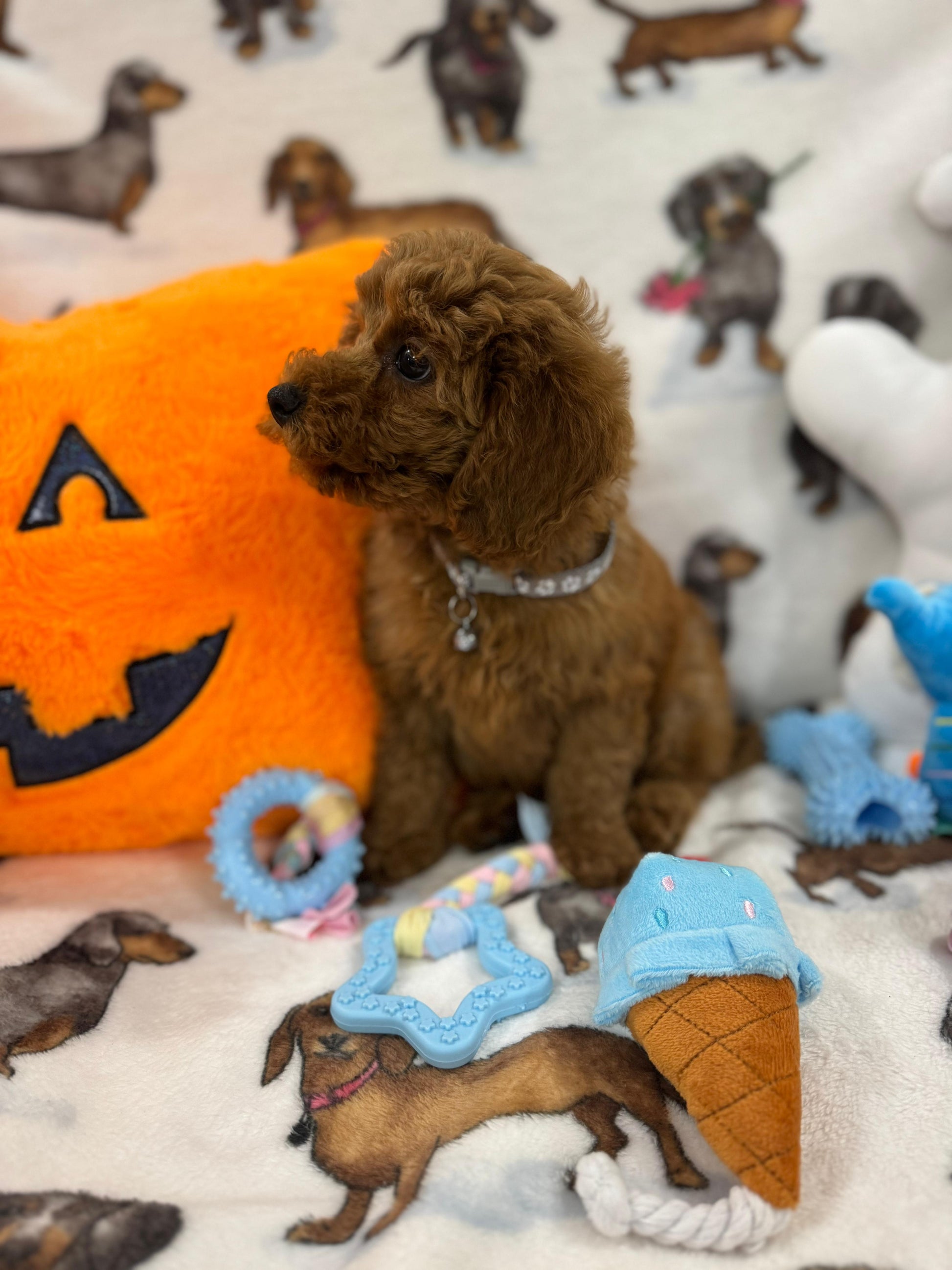 BRODY (Toy/Mini Poodle)