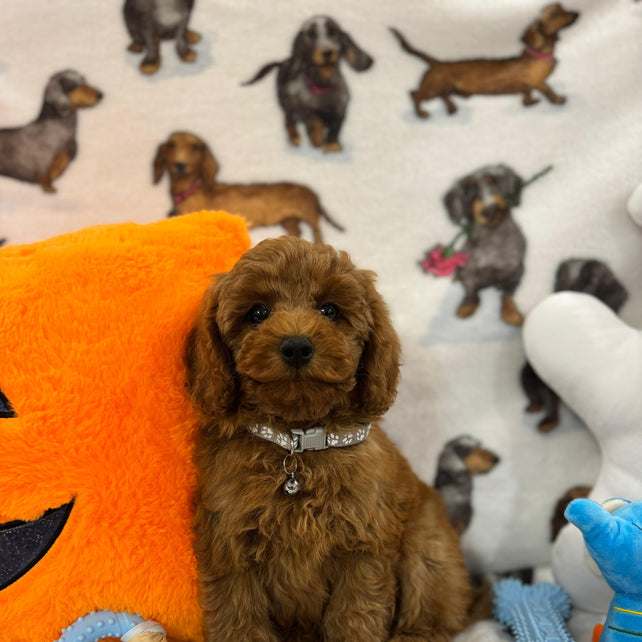 BRODY (Toy/Mini Poodle)