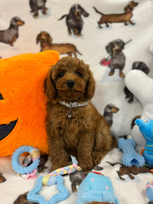 BRODY (Toy/Mini Poodle)