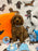 BRODY (Toy/Mini Poodle)