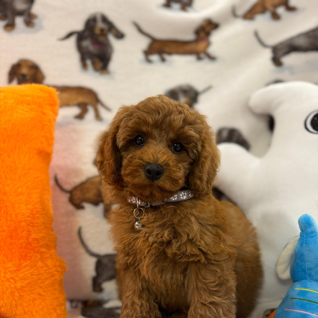 BRODY (Toy/Mini Poodle)