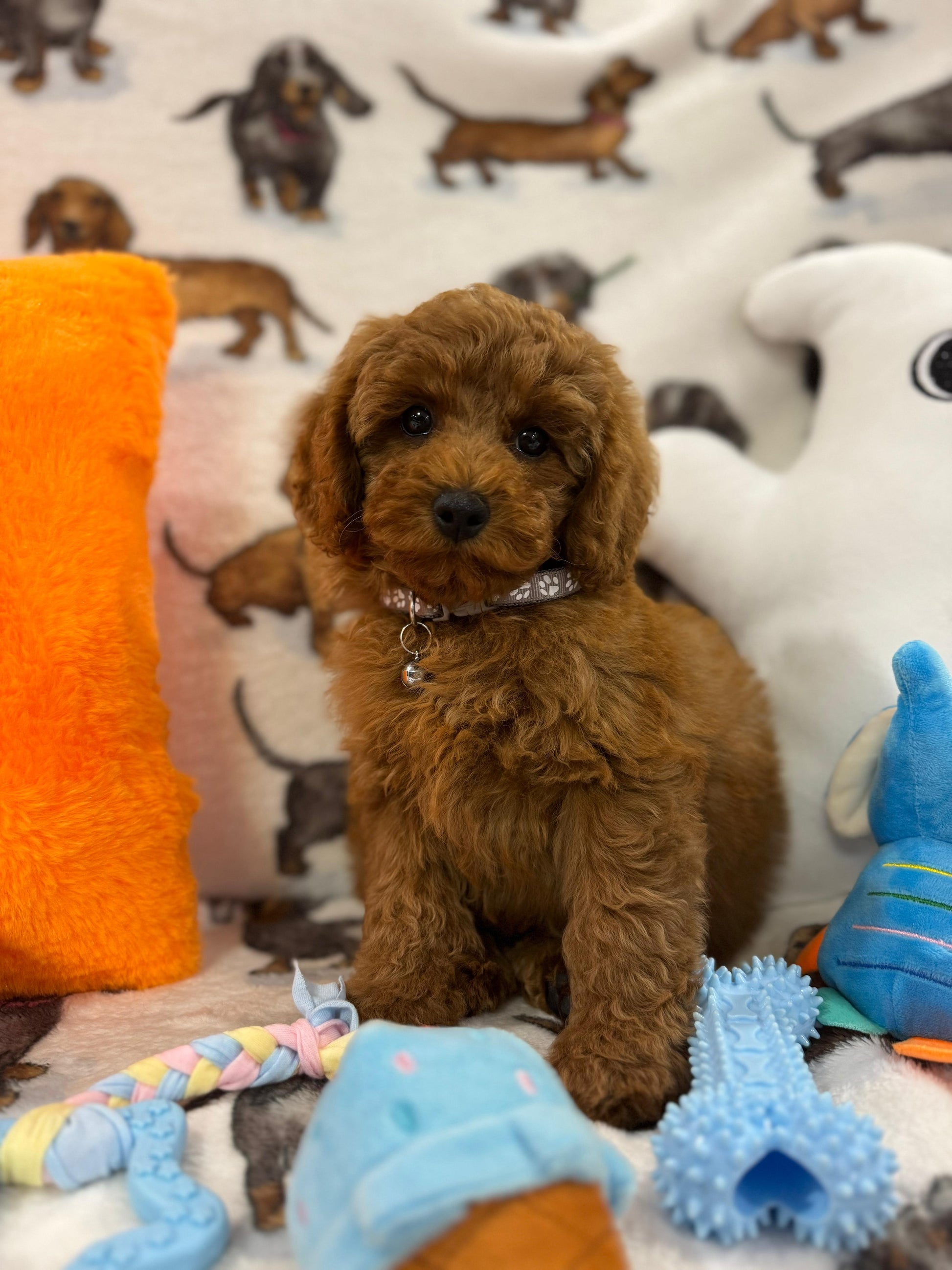 BRODY (Toy/Mini Poodle)