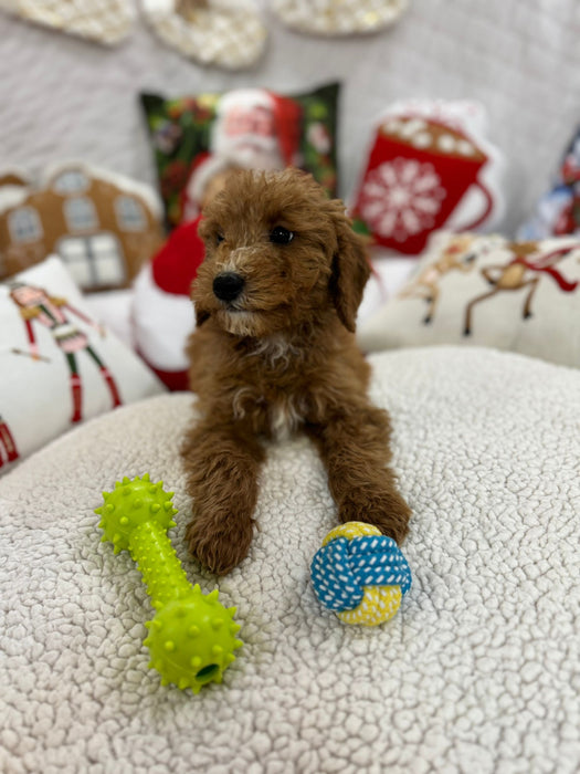 Bruno (Mini-Goldendoodle F1B)