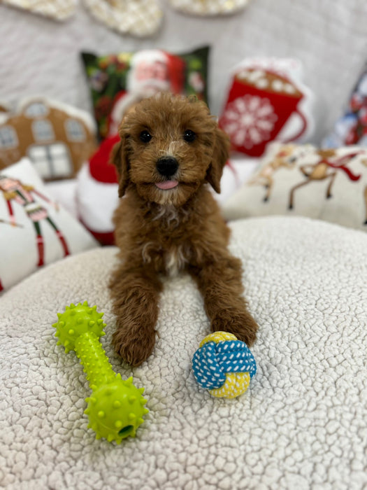 Bruno (Mini-Goldendoodle F1B)