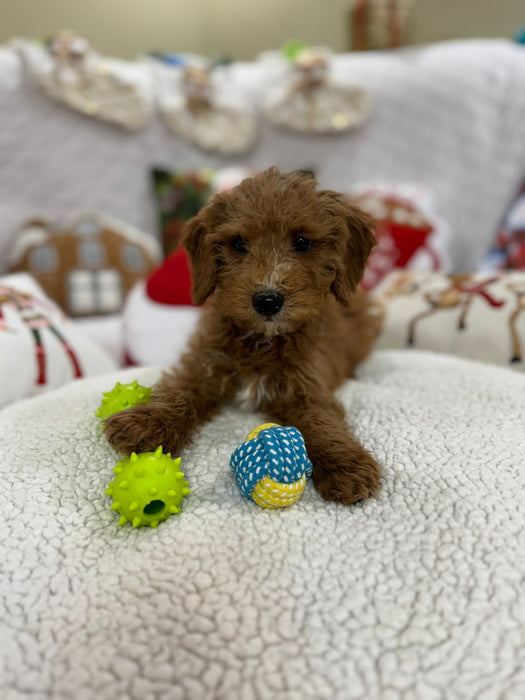 Bruno (Mini-Goldendoodle F1B)