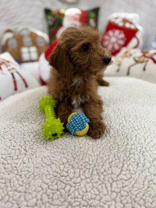 Bruno (Mini-Goldendoodle F1B)