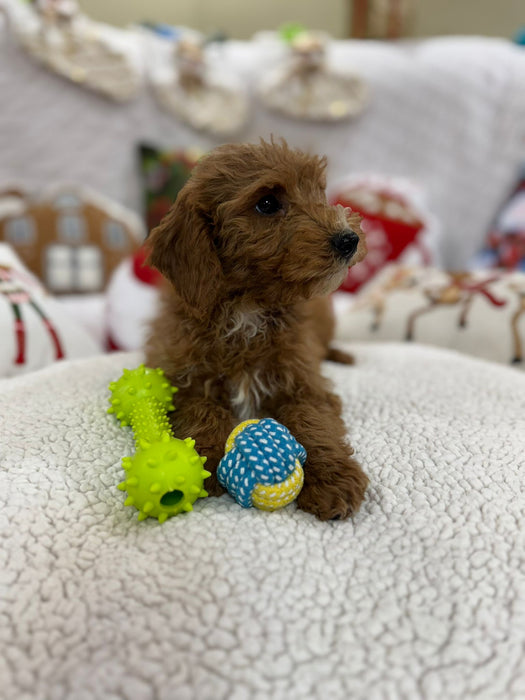 Bruno (Mini-Goldendoodle F1B)