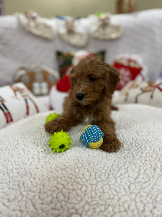 Bruno (Mini-Goldendoodle F1B)