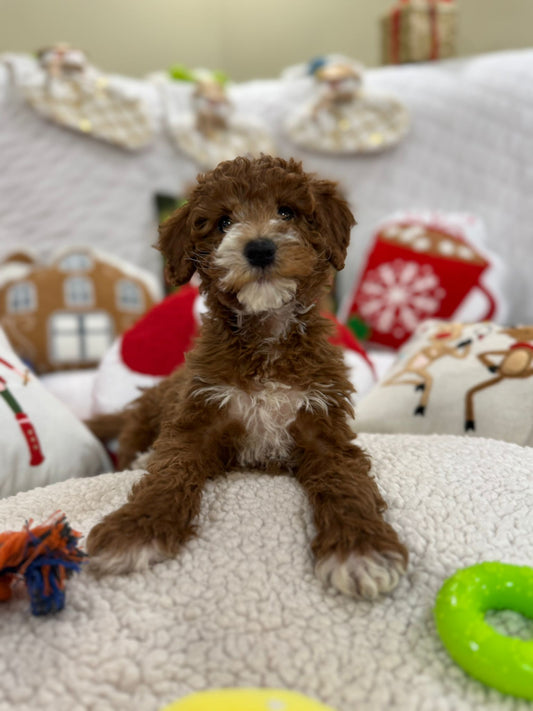 Bryant (Mini-Poodle)