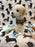 RONNY (Bichon Poodle)