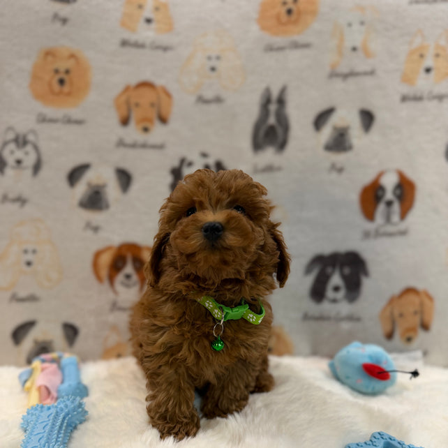 BUDDY (AKC Toy Poodle)