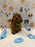 BUDDY (AKC Toy Poodle)