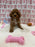 Bunny (Toy Poodle)