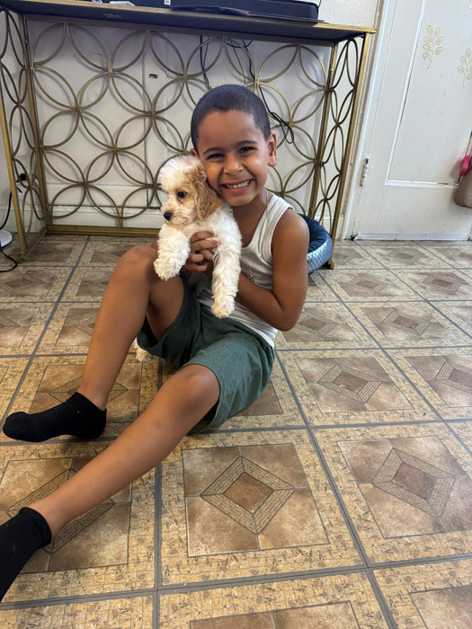 POLO (Bichon-Poodle)
