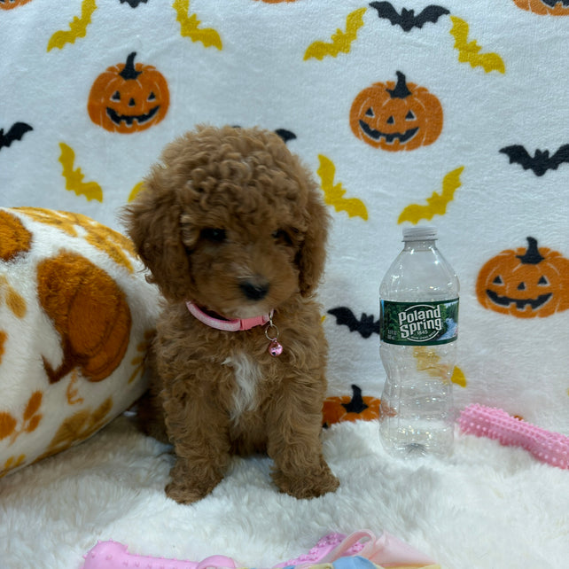 BRITNEY (AKC Mini Poodle)