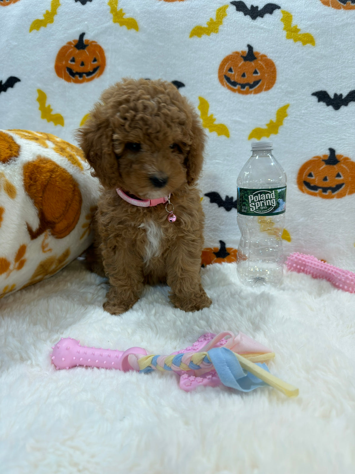 BRITNEY (AKC Mini Poodle)