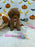 BRITNEY (AKC Mini Poodle)