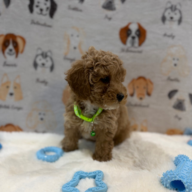 ABE (Mini Poodle)