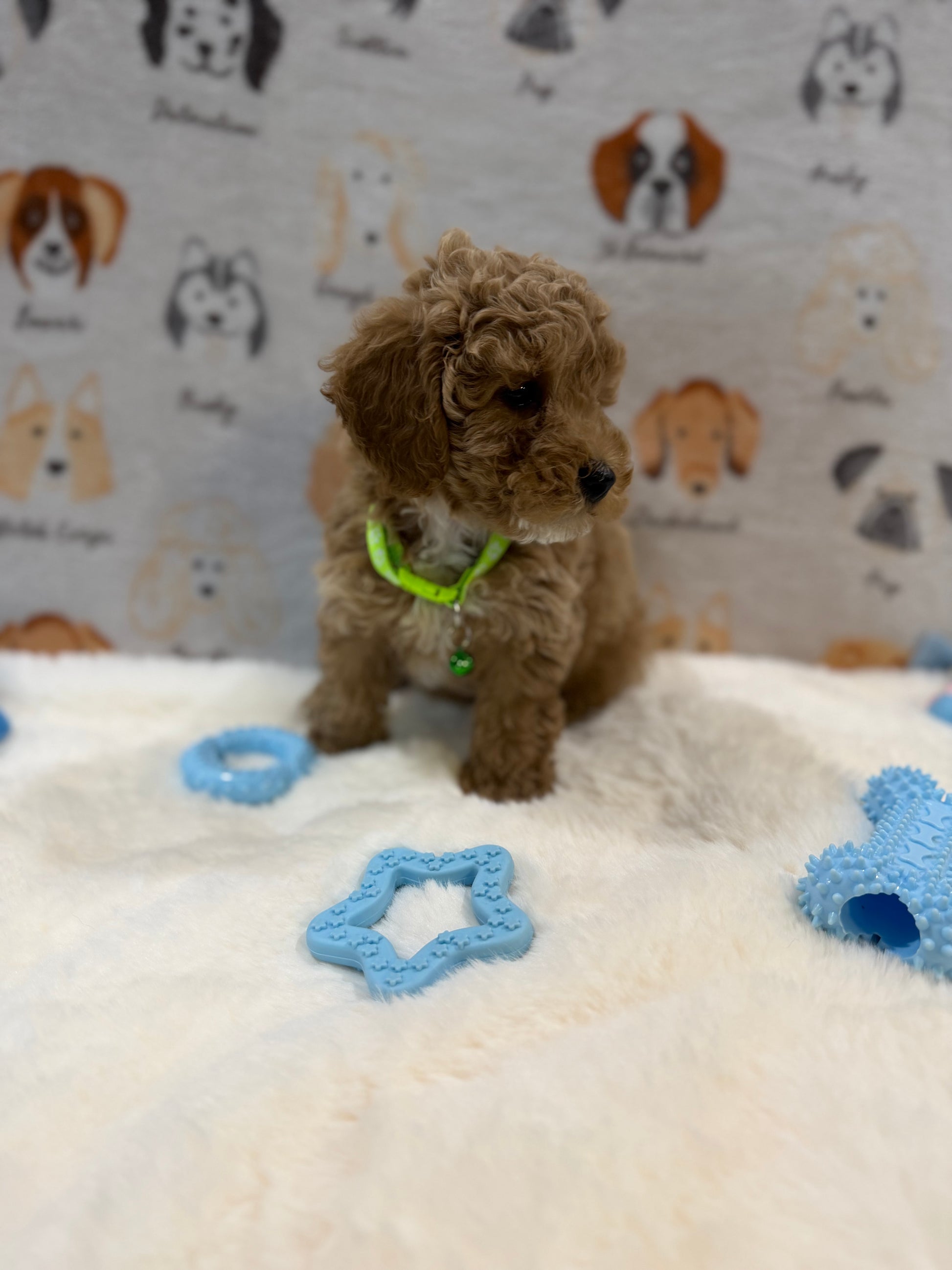 ABE (Mini Poodle)